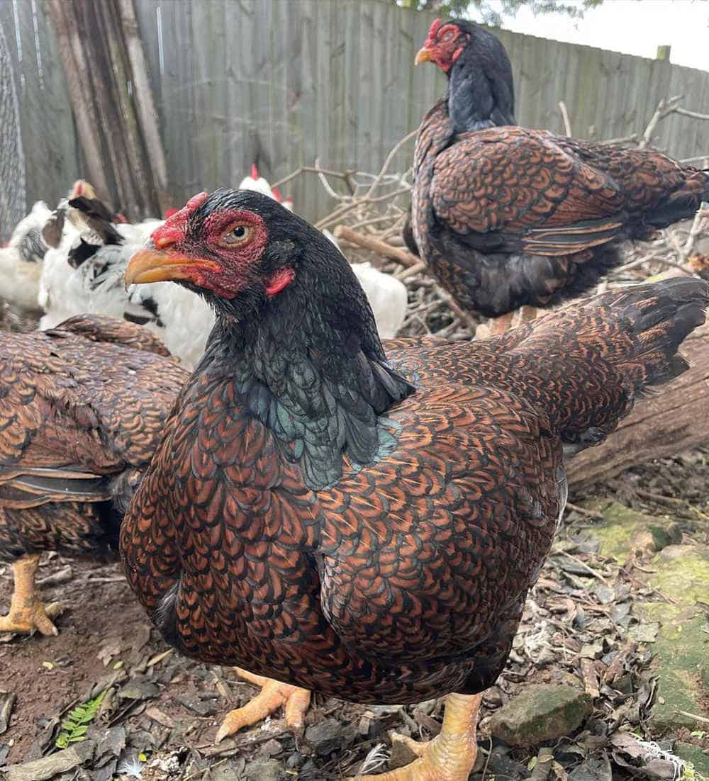 Cornish Bantam Chickens