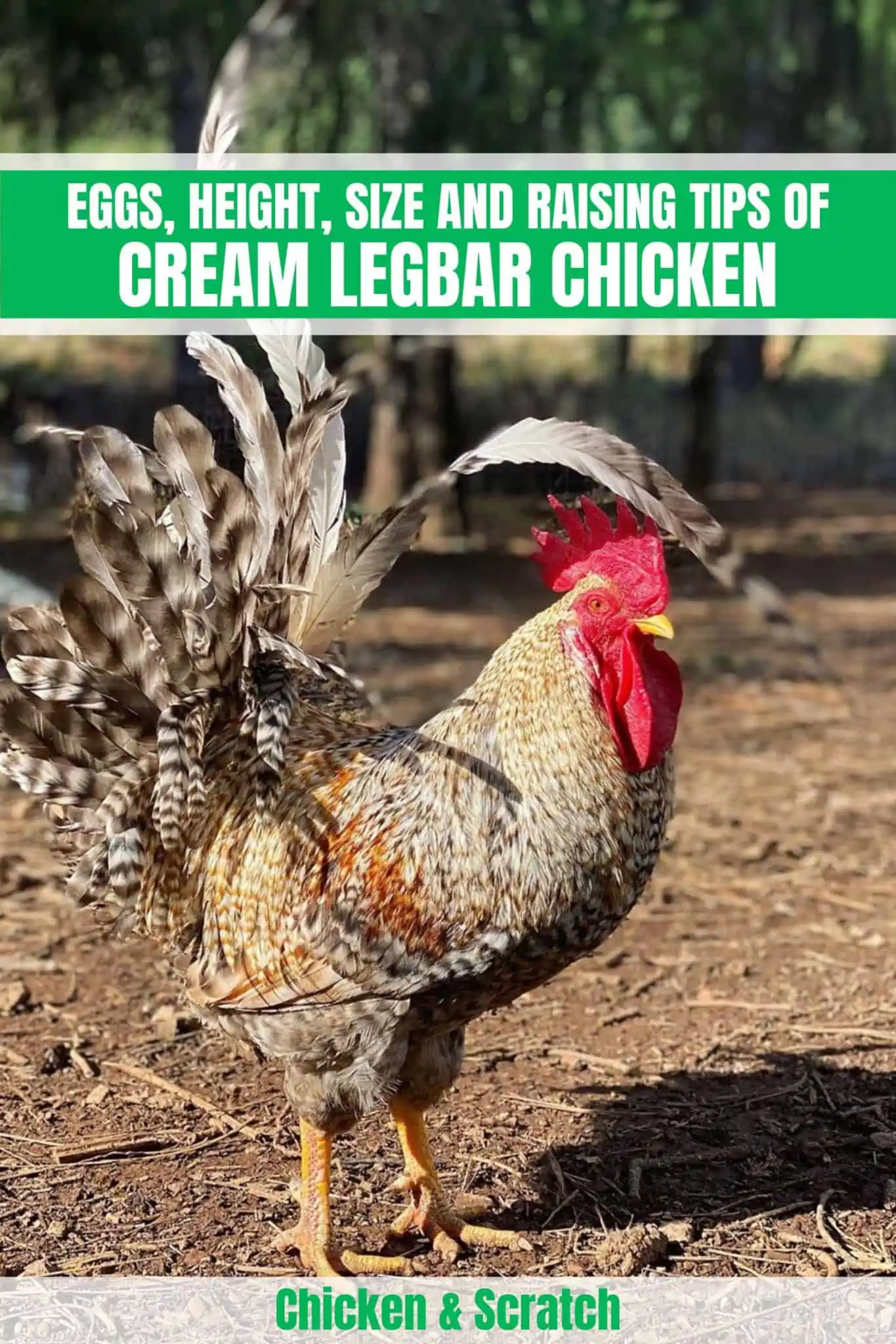 Cream Legbar