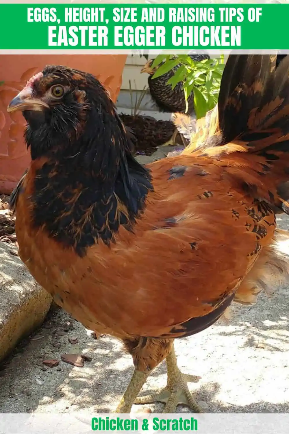 easter egger rooster temperament