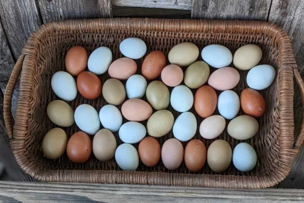 Easter Egger Egg Laying Capabilities