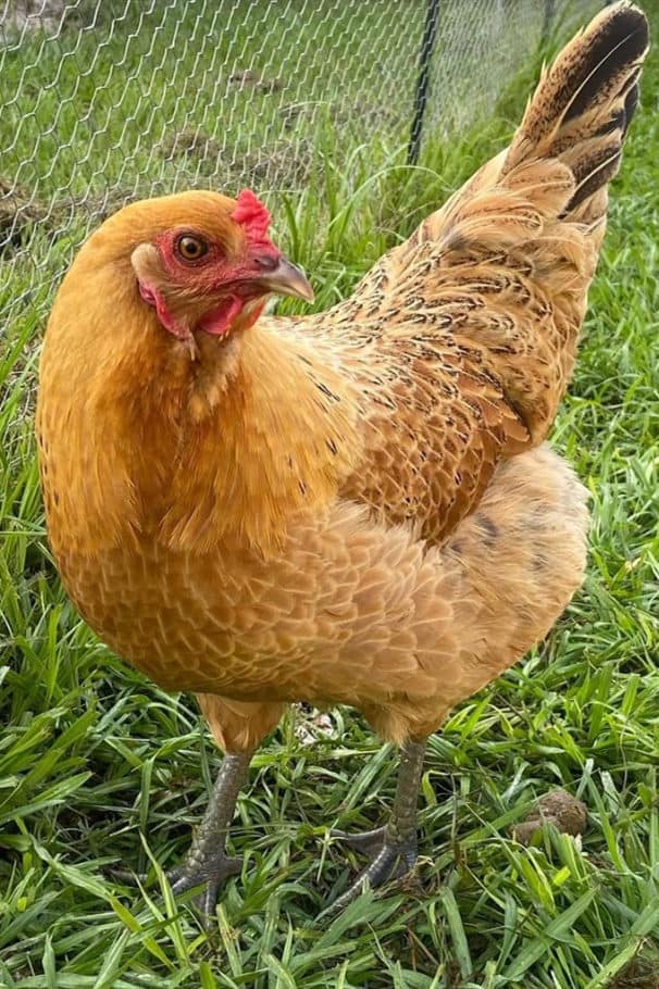 Easter Egger chicken Breed Standard and Appearance