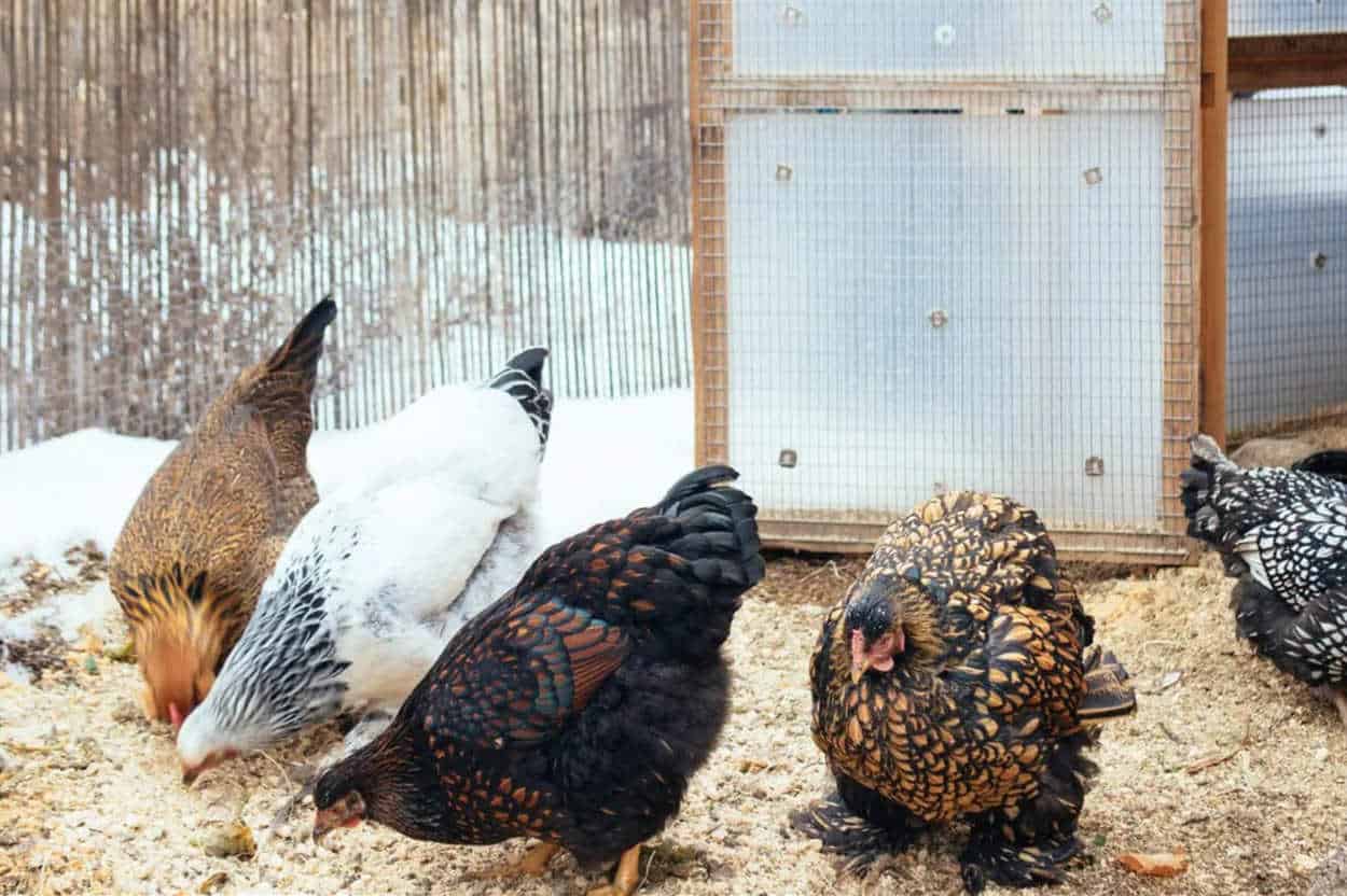 Feeding Chickens in the Winter