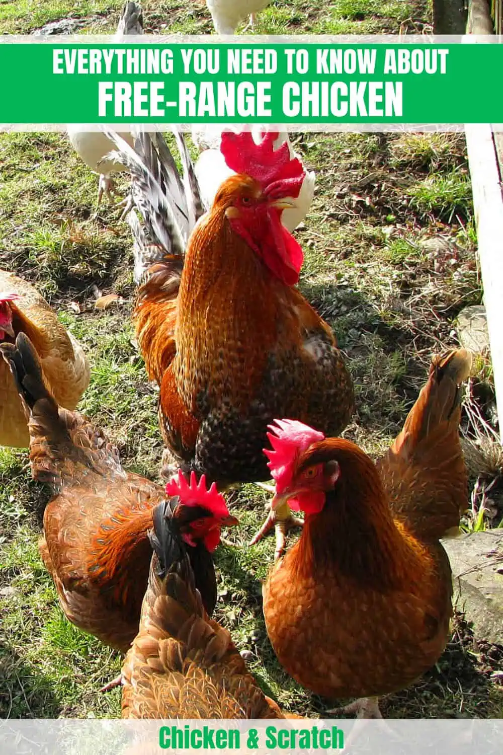 Free-Range Chicken Breed