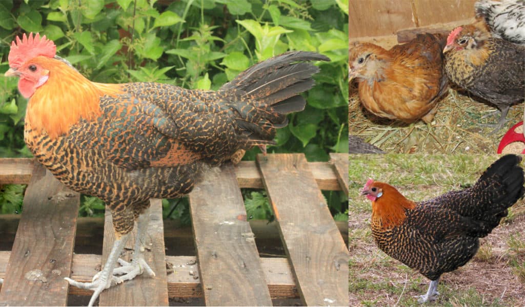 golden chicken breeds