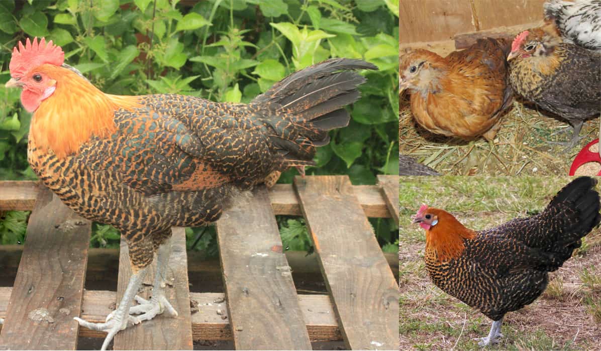 golden chicken breeds