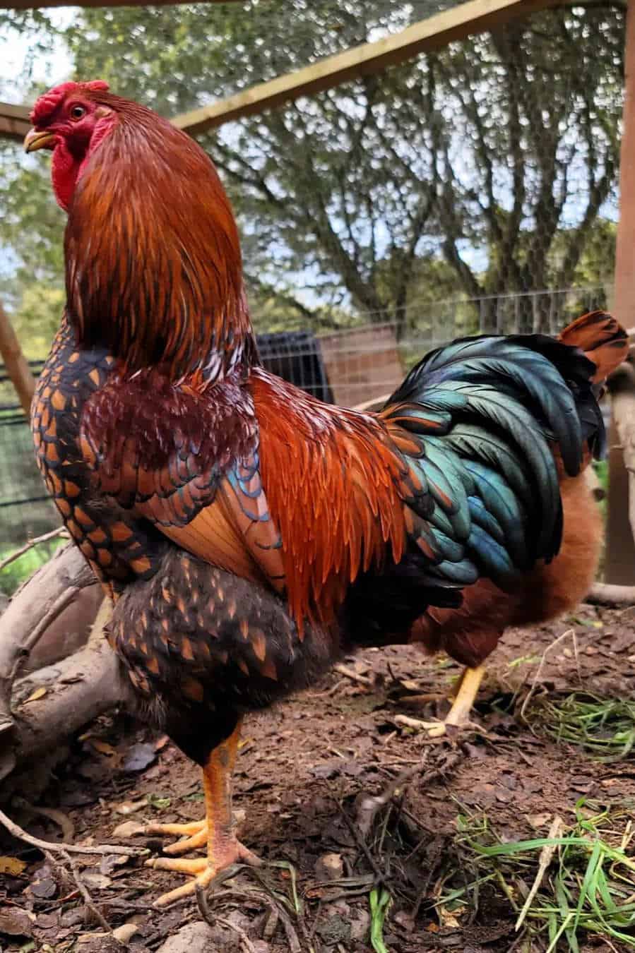Golden Wyandotte Chicken health issues and care