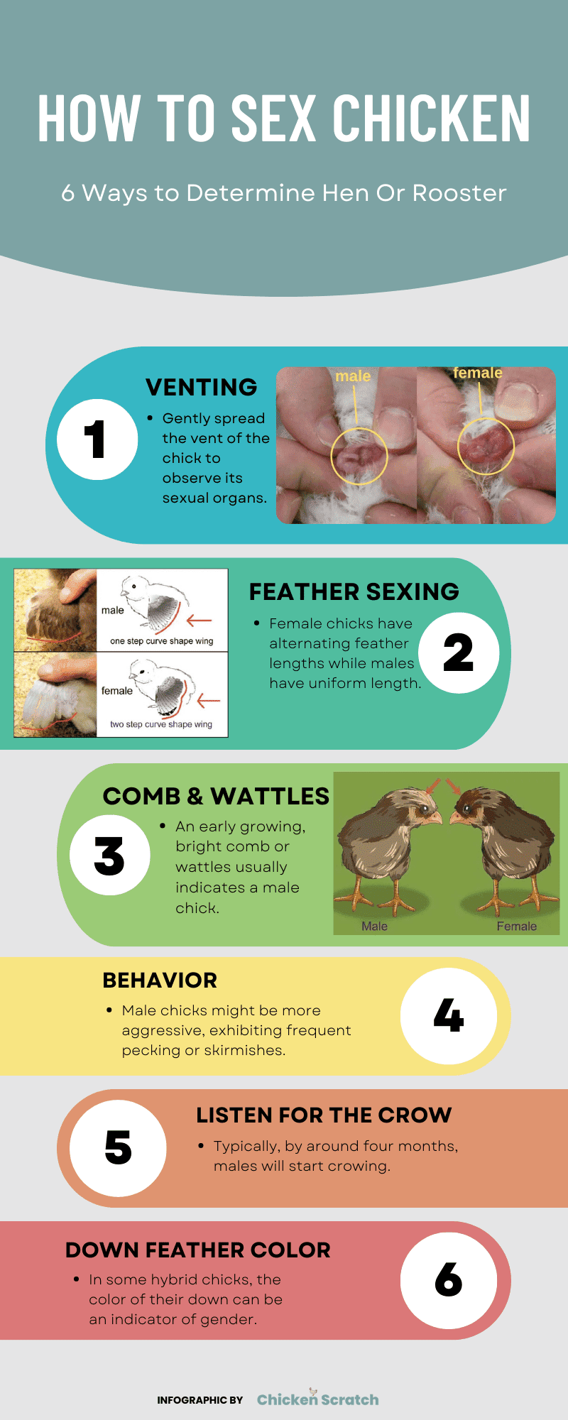 How to Sex Chickens: 6 Ways to Determine Hen Or Rooster