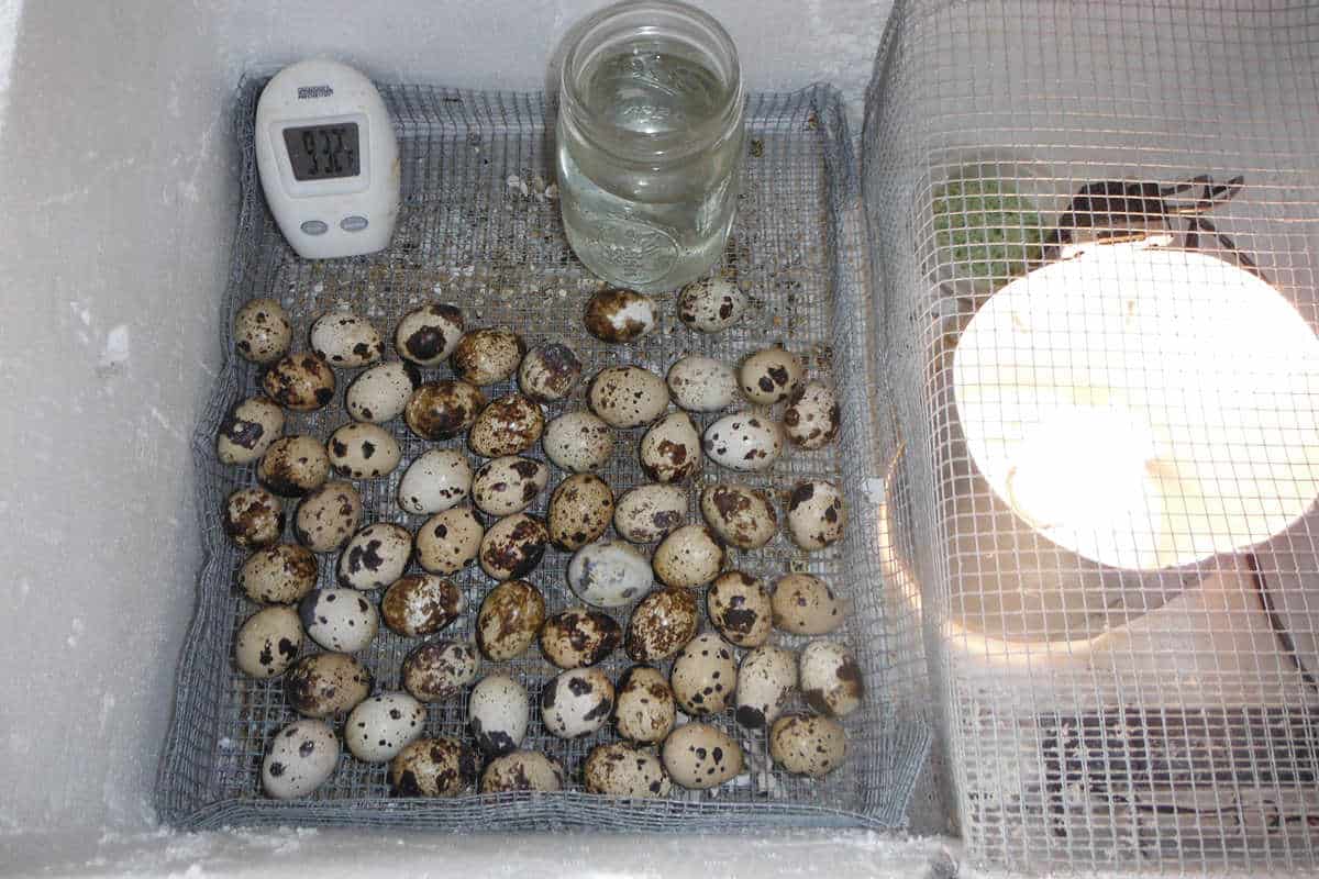 Hatching quail eggs