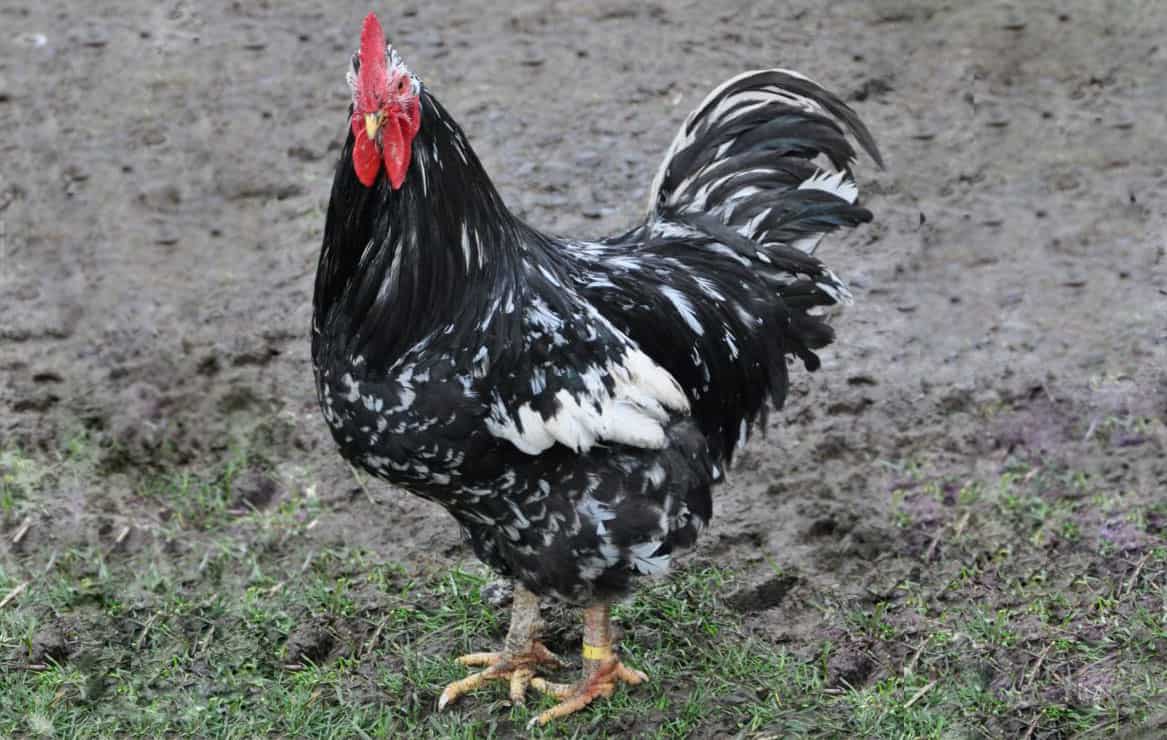 Java Rooster