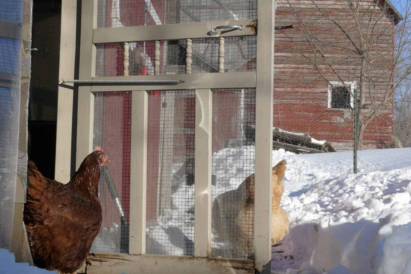 Keep the Coop Insulated to keep chicken coop warm