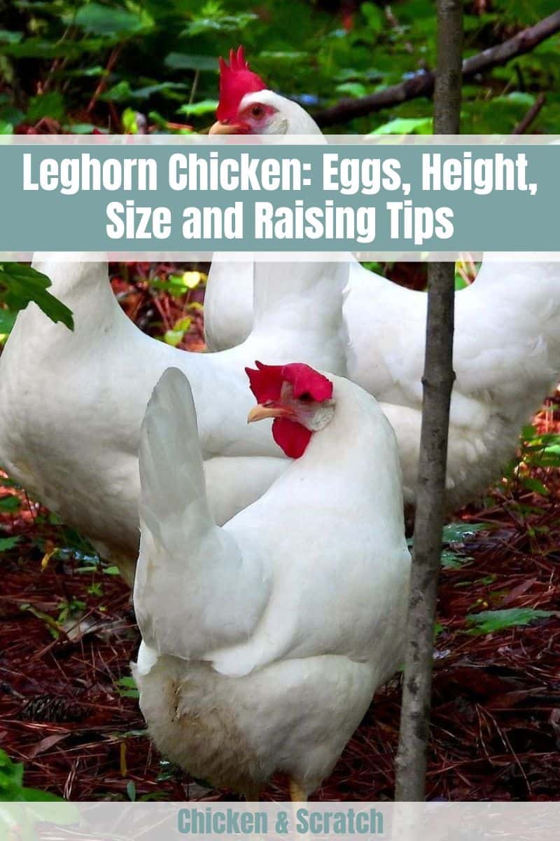 Leghorn Chicken