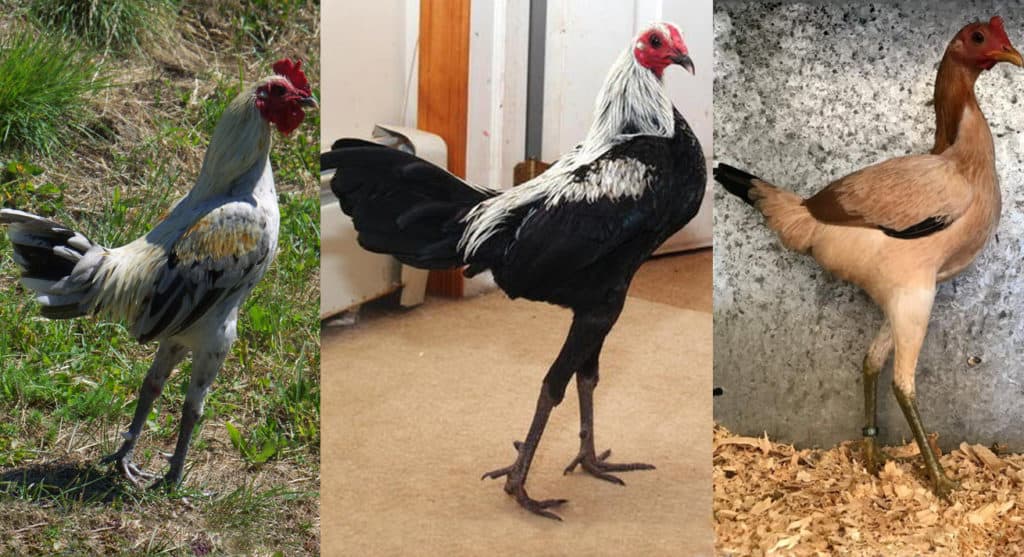 most beautiful chicken breeds