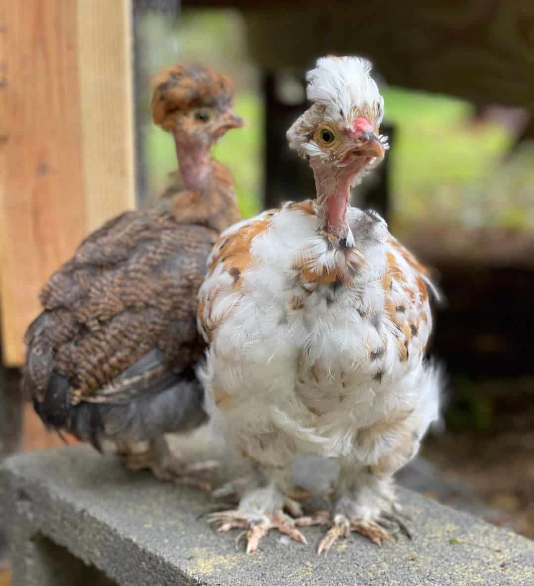 Naked Neck Chickens