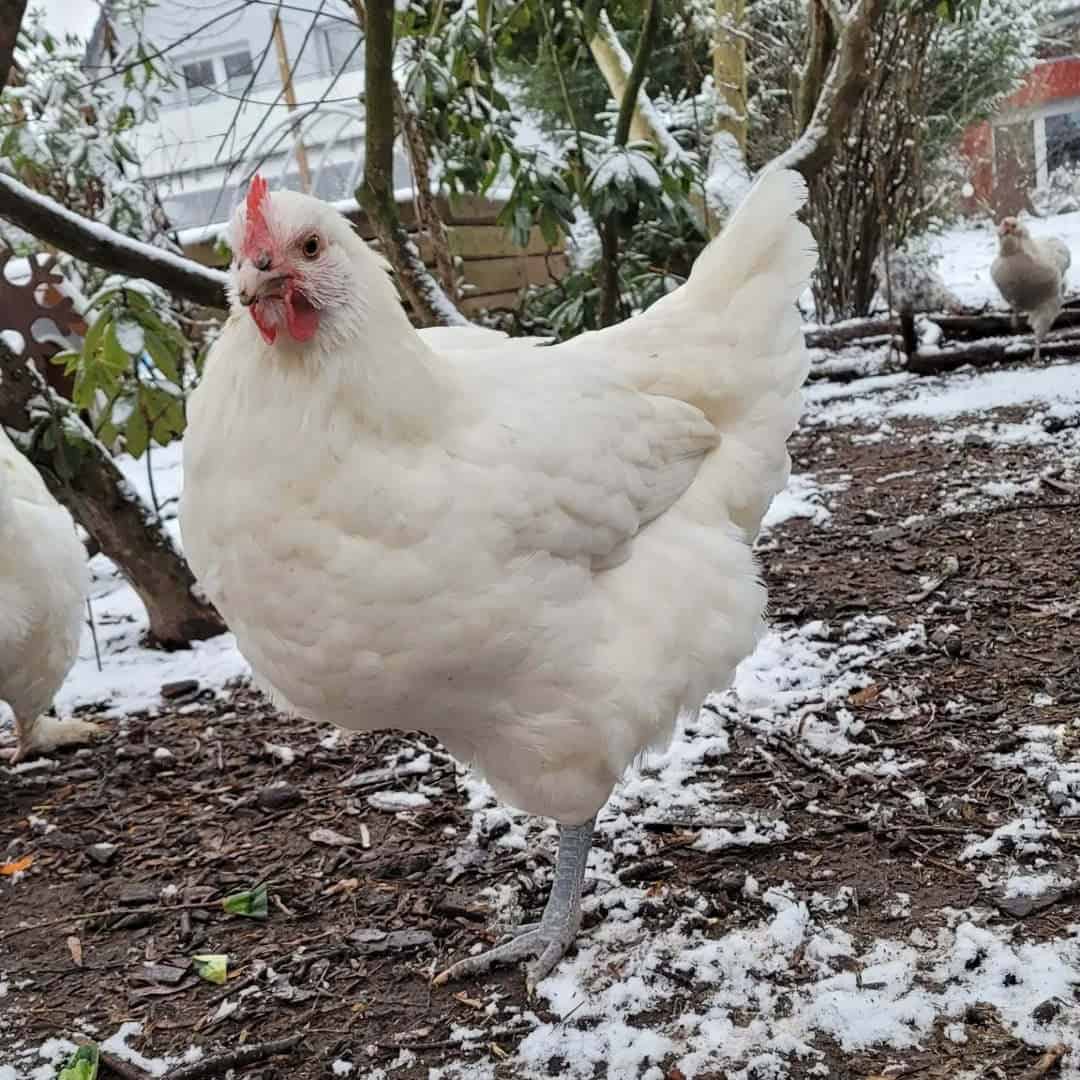 Personality and Temperament of bresse chicken