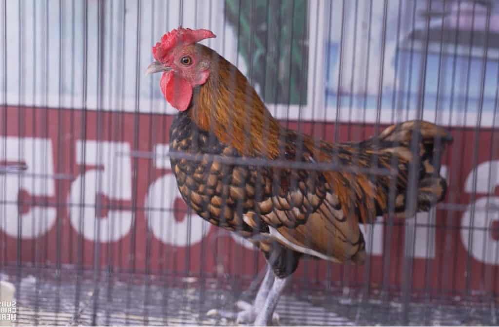Sebright rooster