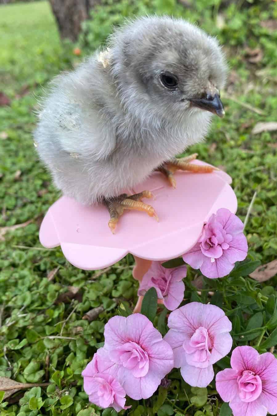 Raising Araucana Chickens