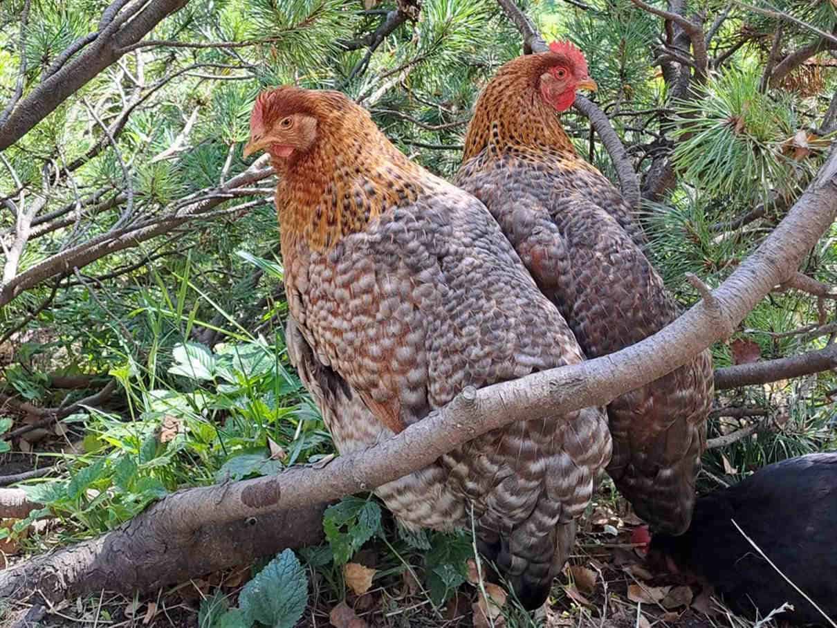 Raising Bielefelder Chickens