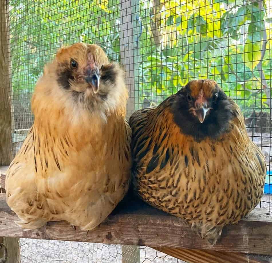 Raising Easter Egger Chickens