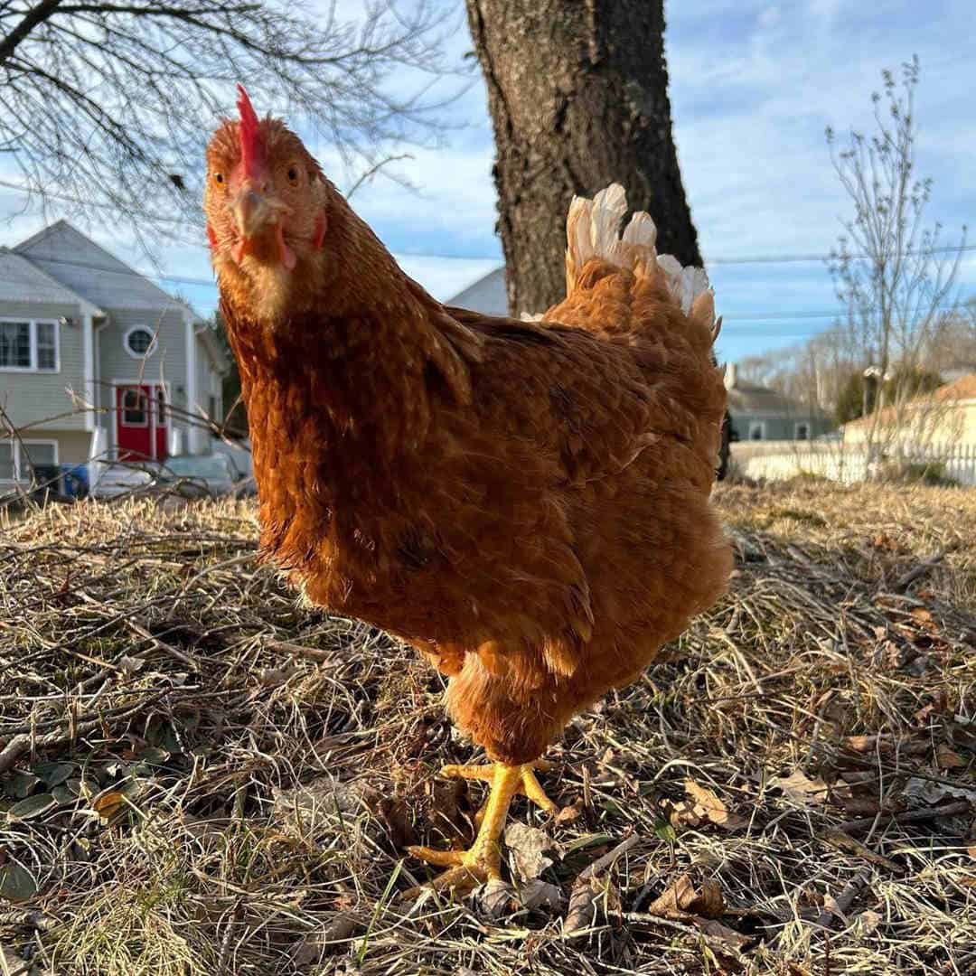 Raising Golden Comets