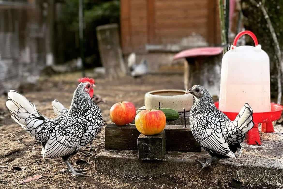 Raising Sebright Chickens