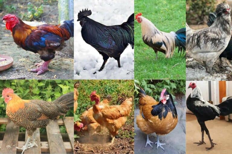 Top 8 Rare Chicken Breeds (With Pictures)