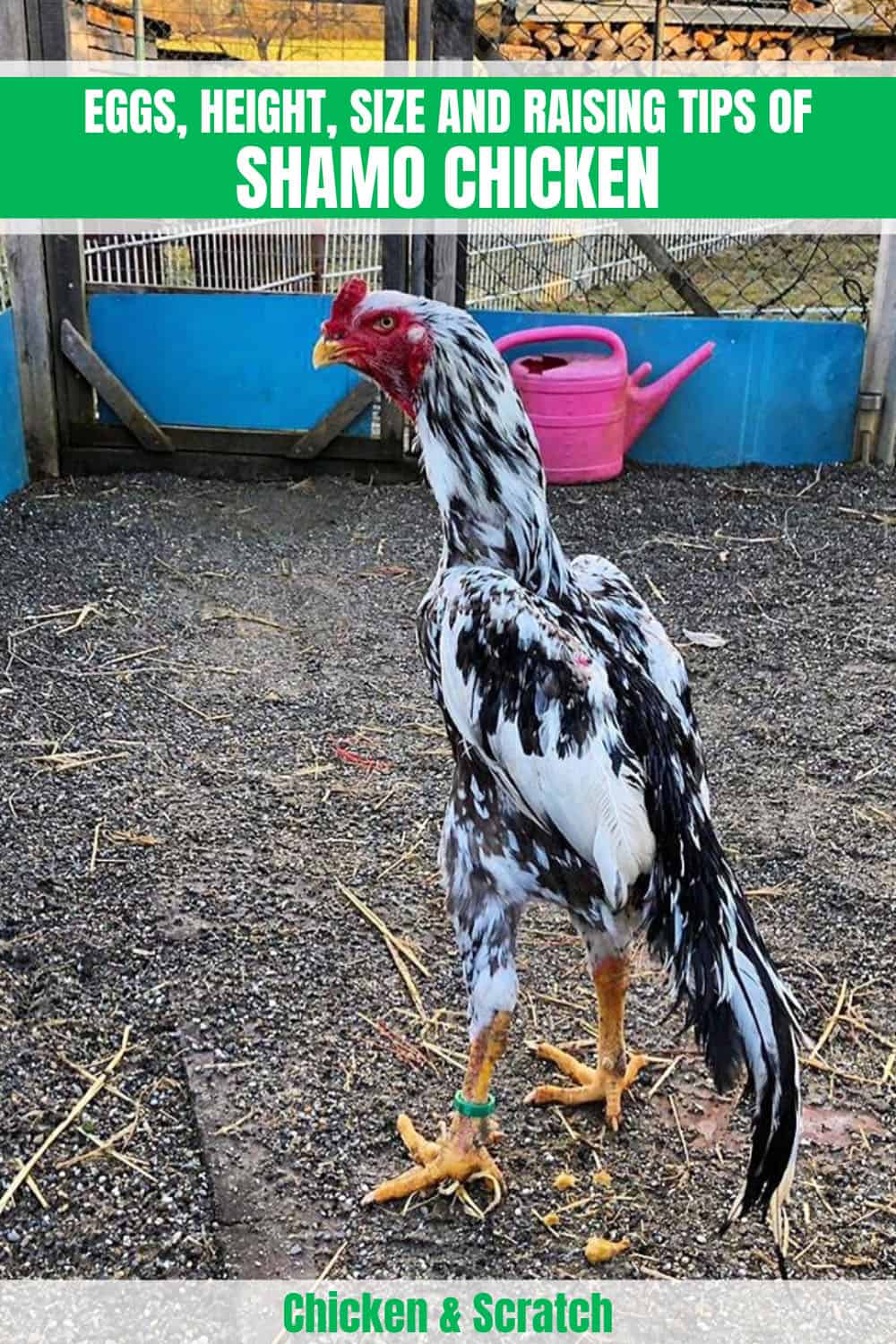 Poultry Supplies 6 Black Shamo Oriental Chicken Hatching Eggs Business Industrial Karmickproduction Com