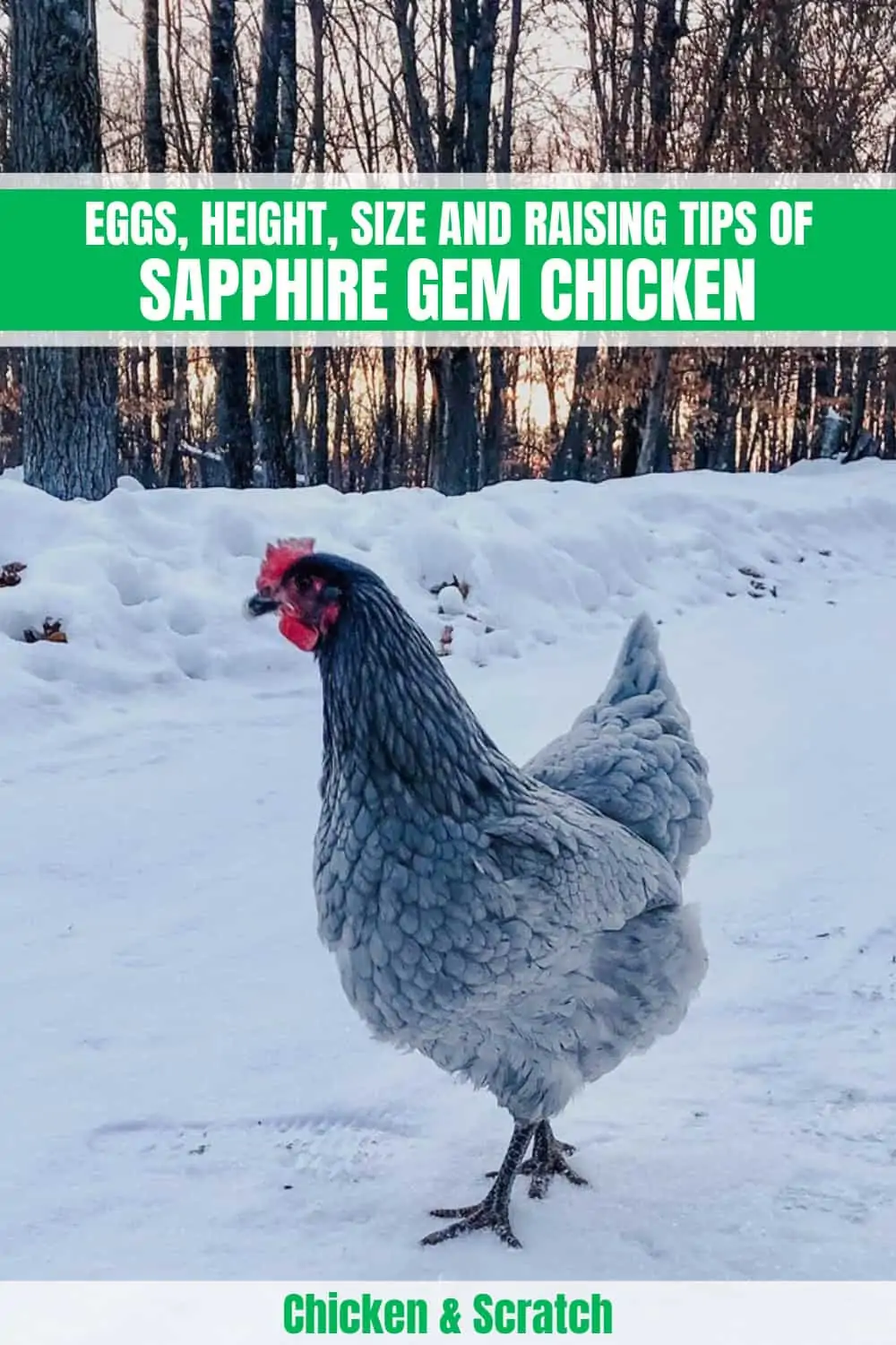 Sapphire Gem Chicken guide