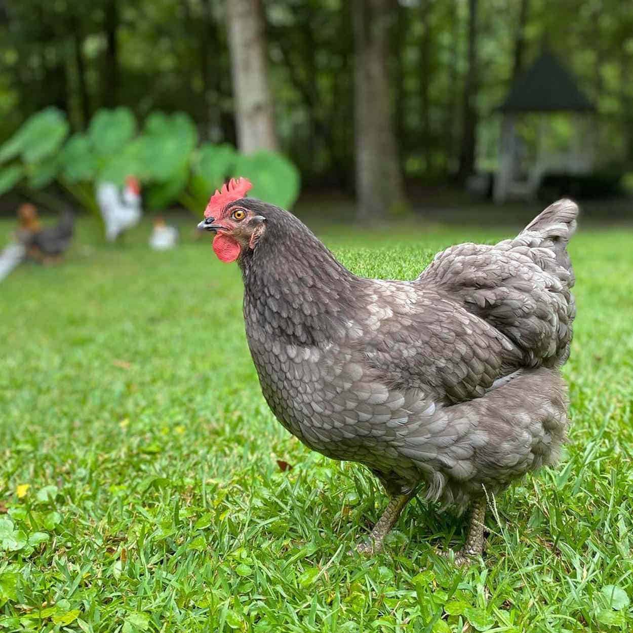 Sapphire Gem hen