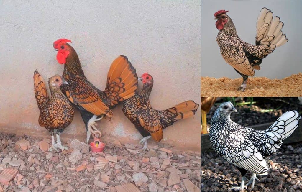 most beautiful chicken