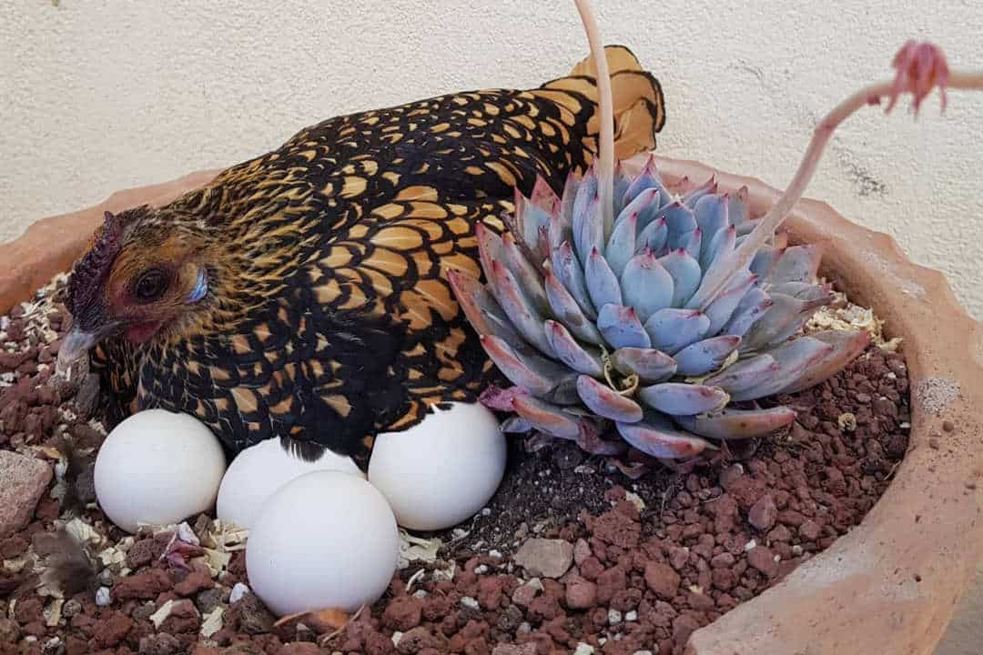 Sebright Chicken Egg Laying