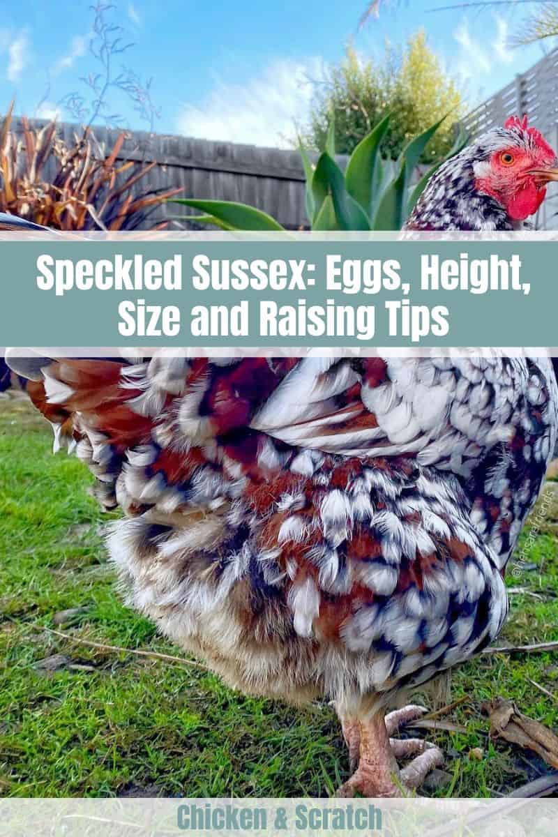 Speckled Sussex hen