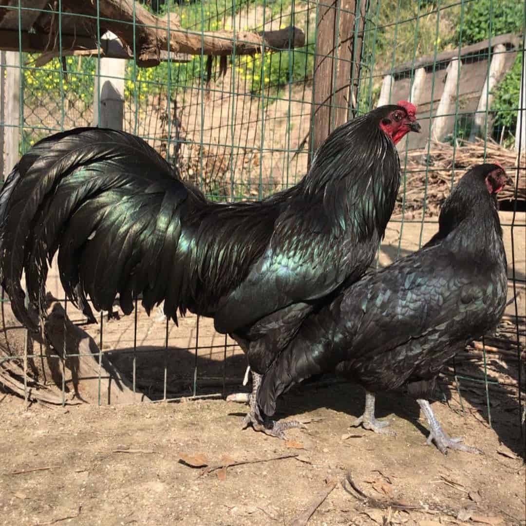 Sumatra Chicken breed