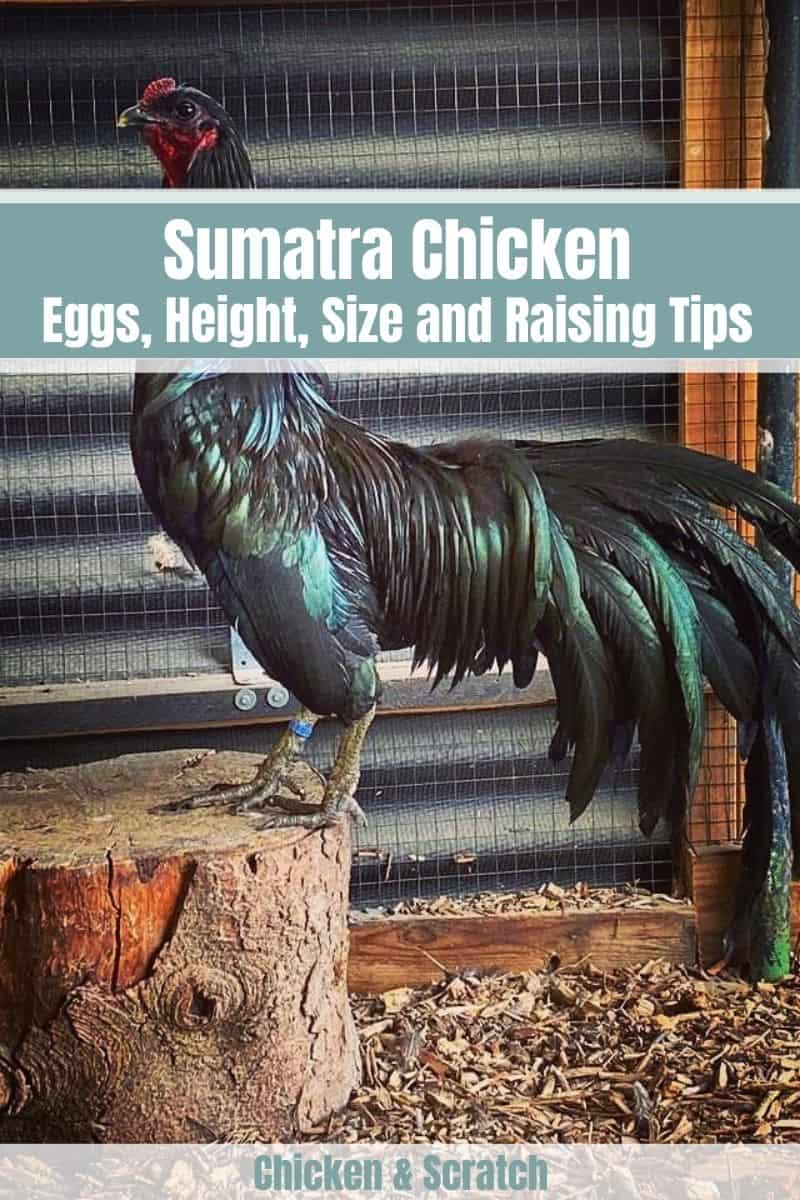 Sumatra Chickens
