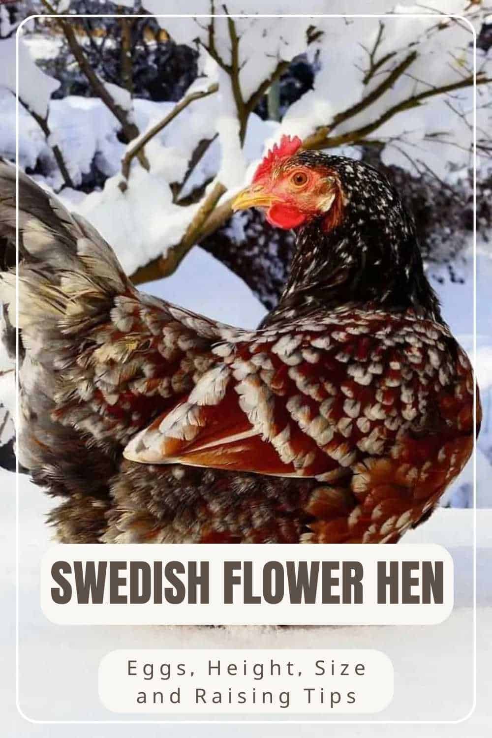 Swedish Flower Hen chicken breed