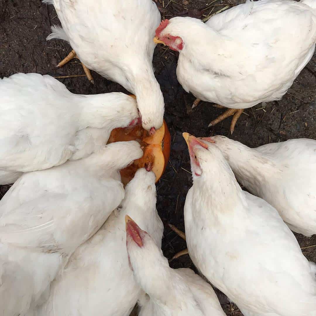 Tips for Raising Cornish Chickens