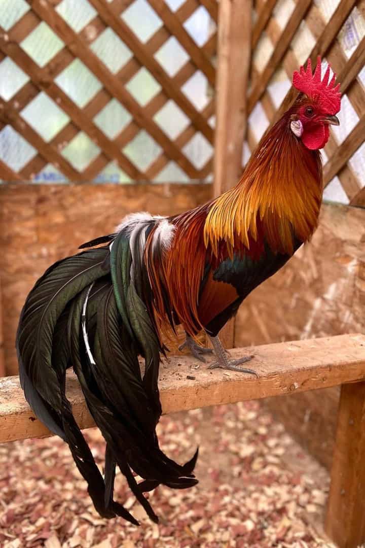 Tips for Raising Phoenix Chickens