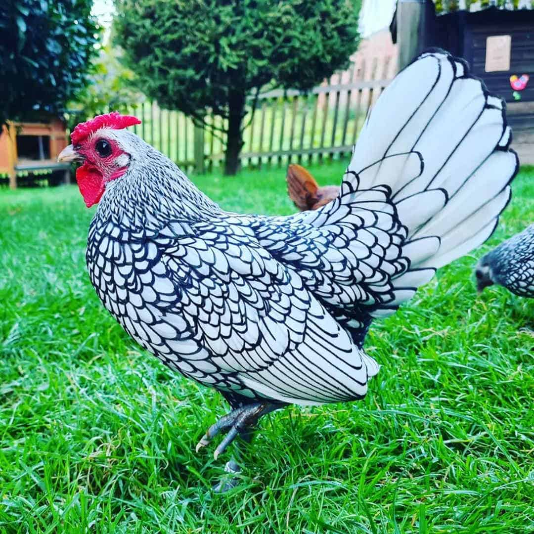 Tips for Raising Sebright Chickens