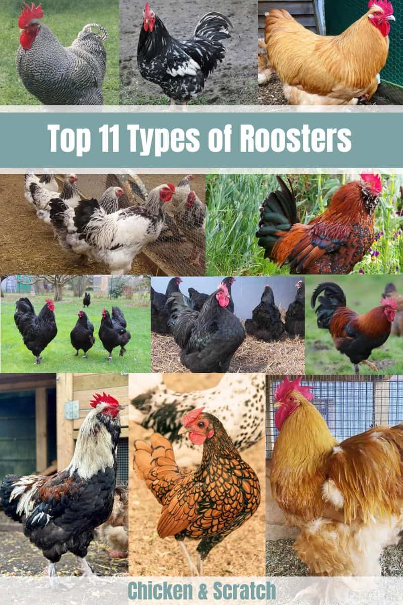 Rooster Breeds Names