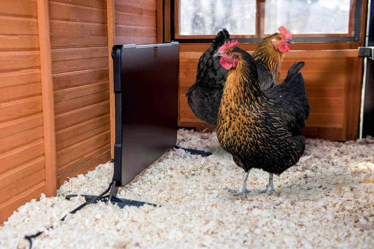 Using Electricity to keep chicken warm in the winter