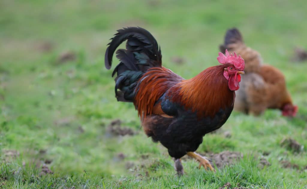 Welsummer rooster