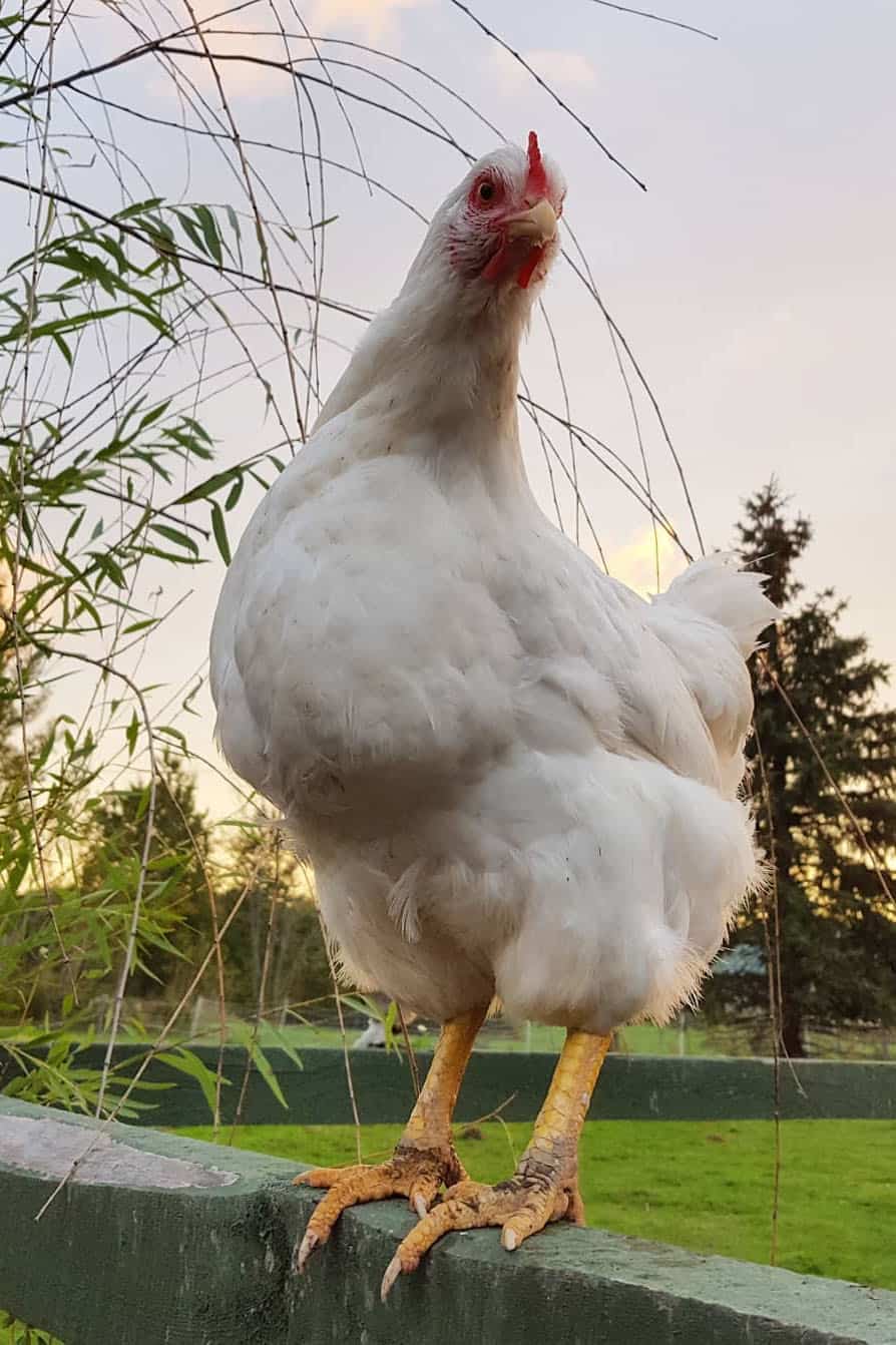 White Rock Chicken: Eggs, Height, Size and Raising Tips