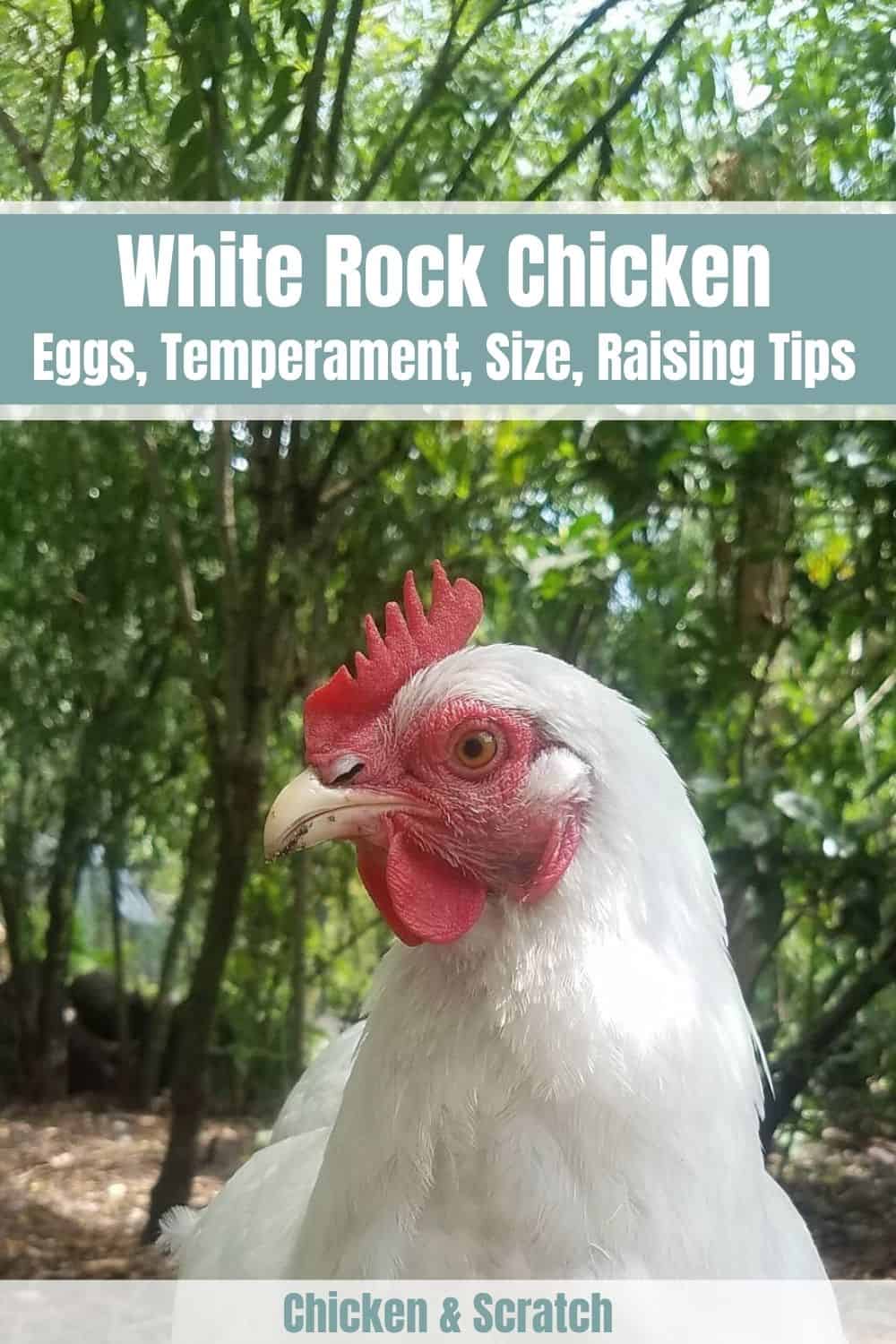 White Rock rooster