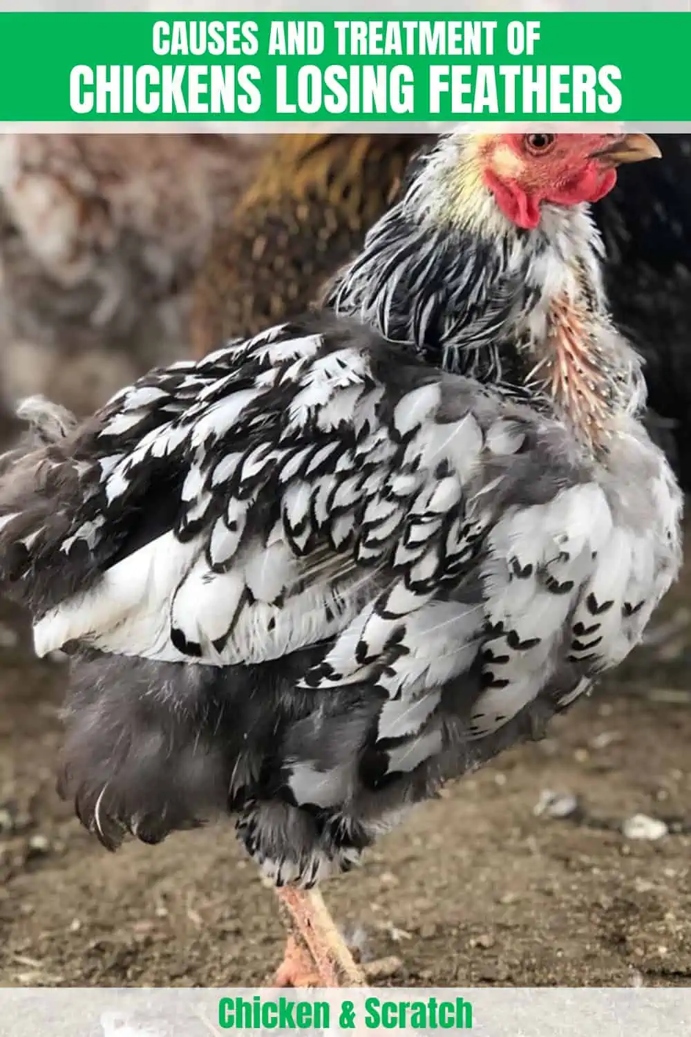 Why Do Chickens Losing Feather