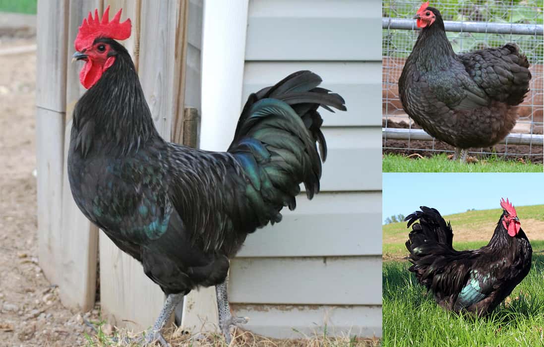 all black chicken