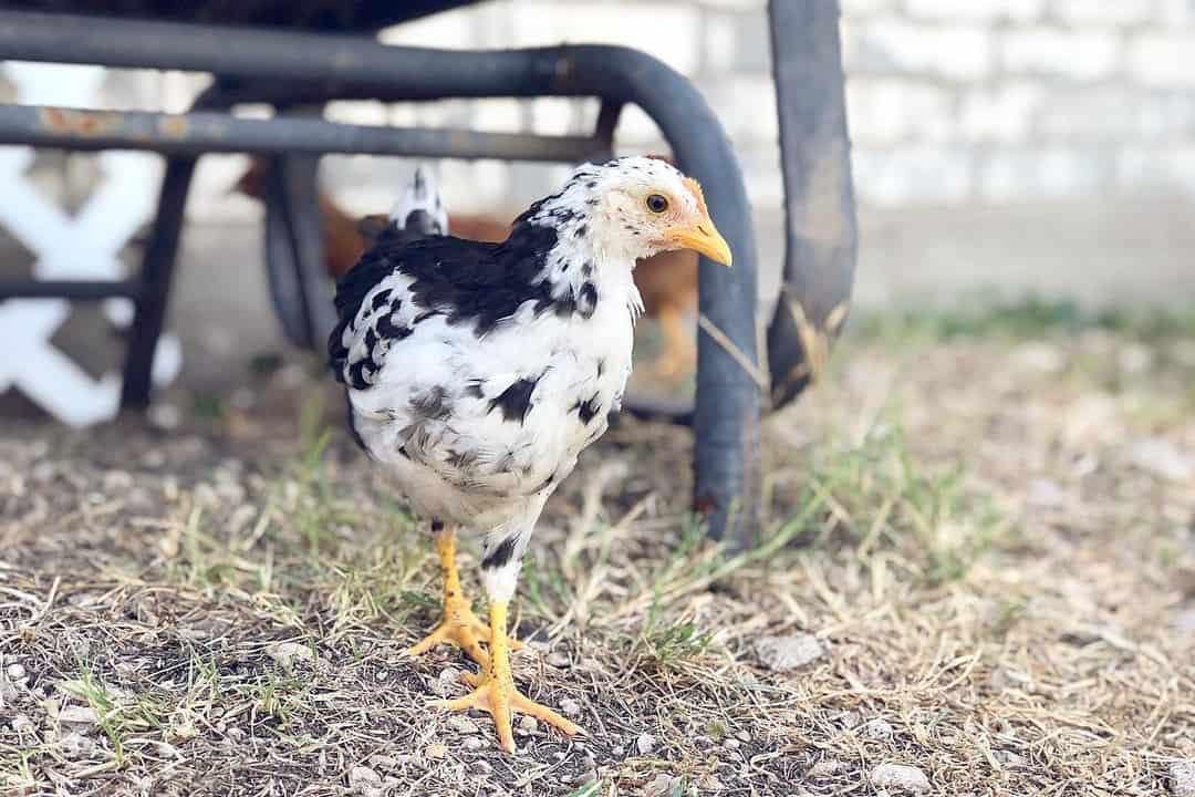 ancona chick