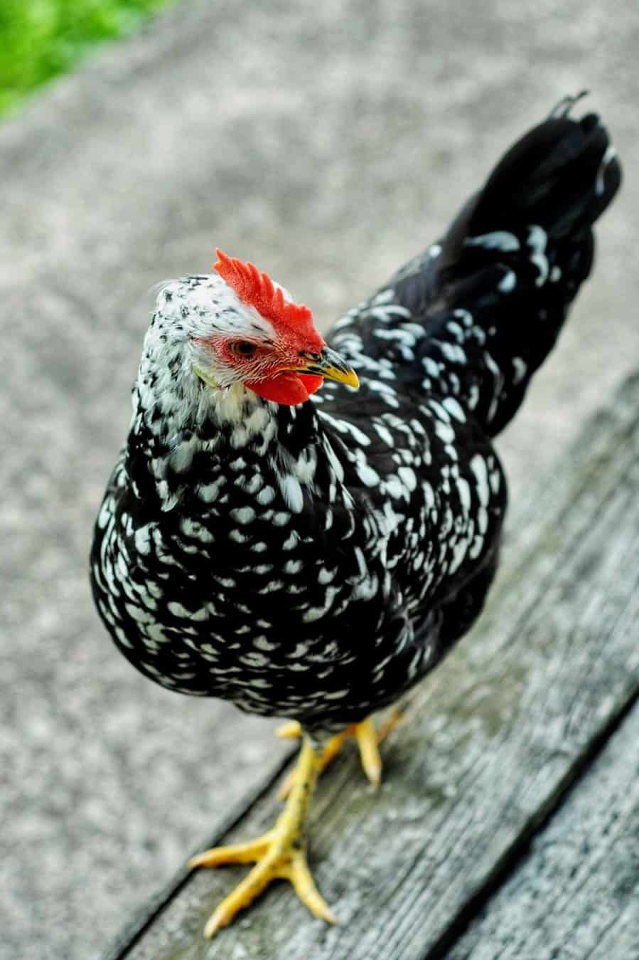 ancona chicken breed