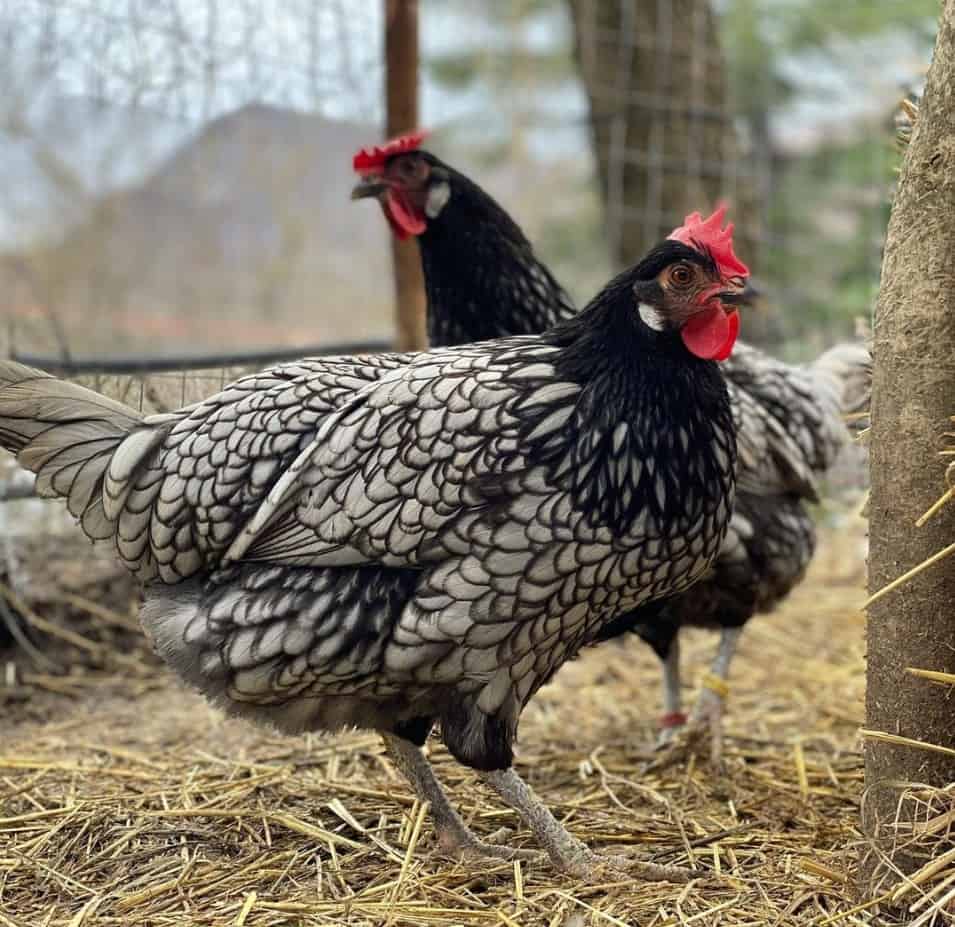 andalusian blue chicken