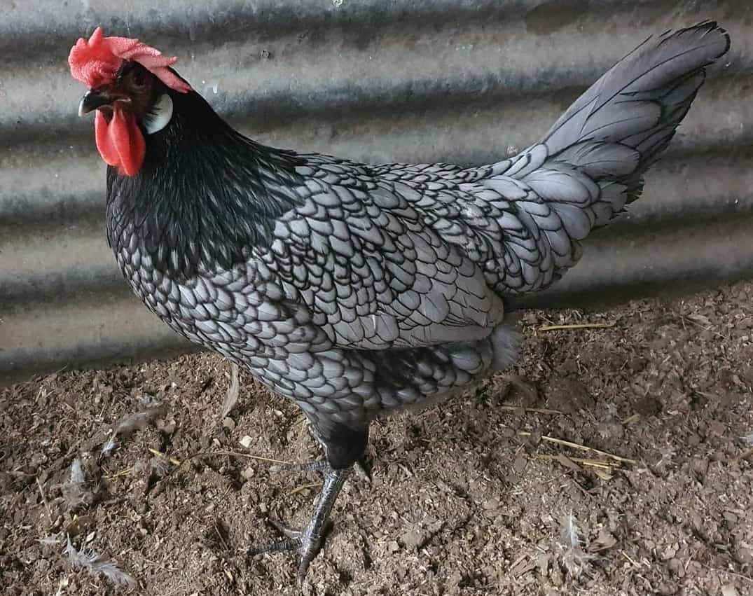 andalusian hen