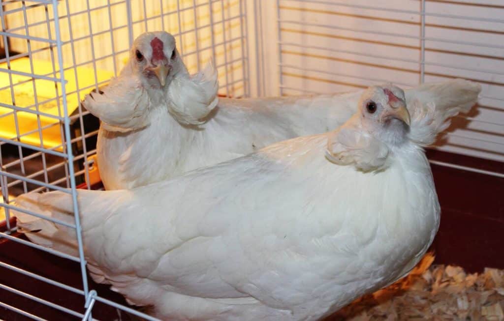 araucana chicken eggs