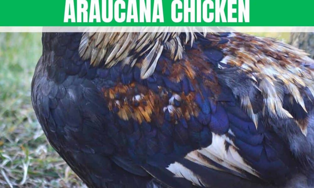 araucana chicks